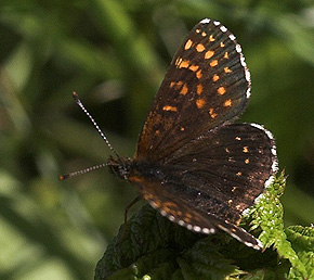 Mørk pletvinge, Melitaea diamina han. Högestads Mosse Naturreservat. Ystad. Skåne, Sverige. d. 17 juni 2007. Fotograf: Lars Andersen