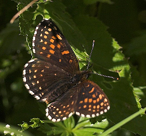 Mørk pletvinge, Melitaea diamina han. Högestads Mosse Naturreservat. Ystad. Skåne, Sverige. d. 17 juni 2007. Fotograf: Lars Andersen