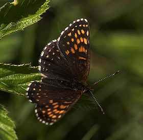 Mørk pletvinge, Melitaea diamina han. Högestads Mosse Naturreservat. Ystad. Skåne, Sverige. d. 17 juni 2007. Fotograf: Lars Andersen