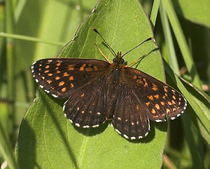Mørk pletvinge, Melitaea diamina han. Högestads Mosse Naturreservat. Ystad. Skåne, Sverige. d. 17 juni 2007. Fotograf: Lars Andersen