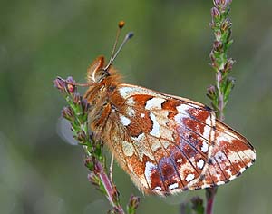 Moseperlemorsommerfugl, Boloria aquilonaris. Gårdshult, Småland, Sverige. d. 18 juni 2007. Fotograf: Daniel Dolfe