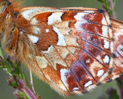 Moseperlemorsommerfugl, Boloria aquilonaris. Grdshult, Smland, Sverige. d. 18 juni 2007. Fotograf: Daniel Dolfe