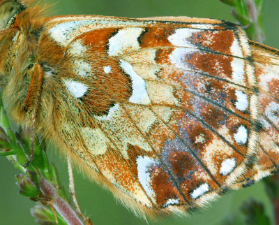 Moseperlemorsommerfugl, Boloria aquilonaris. Gårdshult, Småland, Sverige. d. 18 juni 2007. Fotograf: Daniel Dolfe