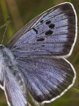 Sortplettet blåfugl Maculinea arion lægger æg på timian. Lyngsjö, Skåne, Sverige. 21/7 2007. Fotograf: Lars Andersen
