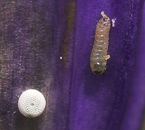 Ensianblåfugl, Maculinea alcon æg og en nyklækket larve på Klokkeensian, Gentiana pneumonanthe. Hunnerödsmossen, Skåne, Sverige d. 16 juli - 2007. Fotograf: Lars Andersen