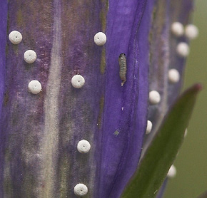 Ensianblfugl, Maculinea alcon g og en nyklkket larve p Klokkeensian, Gentiana pneumonanthe. Hunnerdsmossen, Skne, Sverige d. 16 juli - 2007. Fotograf: Lars Andersen