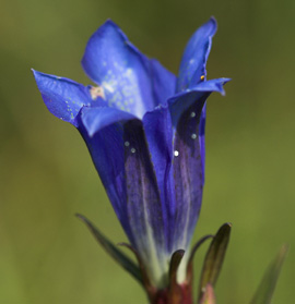 Ensianblfugl, Maculinea alcon g p Klokkeensian, Gentiana pneumonanthe. Hunnerdsmossen, Skne, Sverige d. 16 juli - 2007. Fotograf: Troells Melgaard