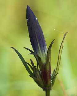 Ensianblfugl, Maculinea alcon g p Klokkeensian, Gentiana pneumonanthe. Hunnerdsmossen, Skne, Sverige d. 16 juli - 2007. Fotograf: Troells Melgaard