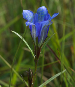 Ensianblfugl, Maculinea alcon g p Klokkeensian, Gentiana pneumonanthe. Hunnerdsmossen, Skne, Sverige d. 16 juli - 2007. Fotograf: Troells Melgaard