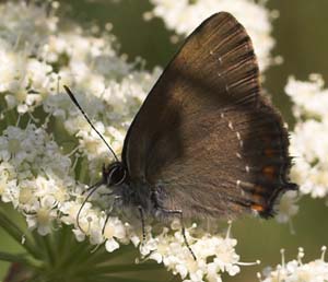 Egesommerfugl, Satyrium ilicis. Hagestad Naturresevat, Skne. d. 16/7 2007. Fotograf: Lars Andersen