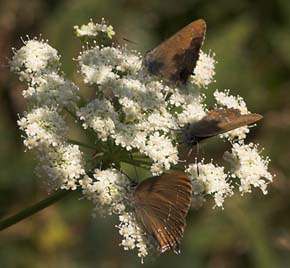 Egesommerfugl, Satyrium ilicis. Hagestad Naturresevat, Skne. d. 16/7 2007. Fotograf: Lars Andersen