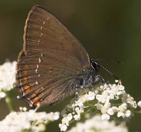 Egesommerfugl, Satyrium ilicis. Hagstorp Nationalpark, Skne. d. 16/7 2007. Fotograf: Lars Andersen