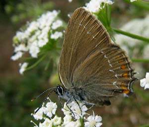 Egesommerfugl, Satyrium ilicis. Hagestad Naturresevat, Skne. d. 21/7 2007. Fotograf: Lars Adler Krogh