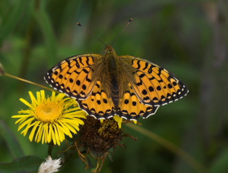 Markperlemorsommerfugl, Argynnis aglaja ?. Mittlandsskogen, land, Sverige. 14 juli 2007. Fotograf: Troells Melgaard