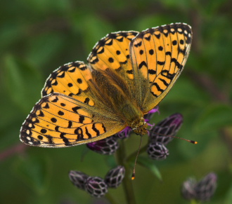 Markperlemorsommerfugl, Argynnis aglaja ?. Mittlandsskogen, land, Sverige. 14 juli 2007. Fotograf: Troells Melgaard