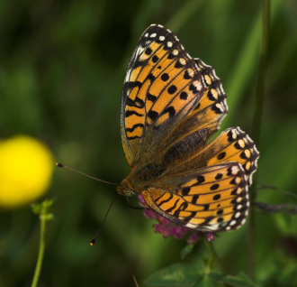 Markperlemorsommerfugl, Argynnis aglaja ?. Mittlandsskogen, land, Sverige. 15 juli 2007. Fotograf: Troells Melgaard