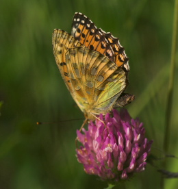 Markperlemorsommerfugl, Argynnis aglaja ?. Mittlandsskogen, land, Sverige. 15 juli 2007. Fotograf: Troells Melgaard