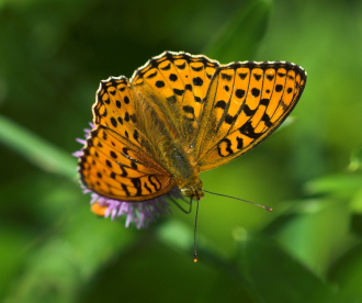 Skovperlemorsommerfugl, Argynnis adippe. Mittlandsskogen, land, Sverige. 15 juli 2007. Fotograf: Troells Melgaard