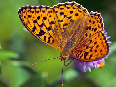 Skovperlemorsommerfugl, Argynnis adippe. Mittlandsskogen, Øland, Sverige. 15 juli 2007. Fotograf: Troells Melgaard