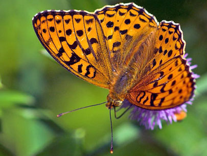 Skovperlemorsommerfugl, Argynnis adippe. Mittlandsskogen, land, Sverige. 15 juli 2007. Fotograf: Troells Melgaard