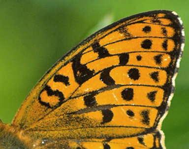 Skovperlemorsommerfugl, Argynnis adippe. Mittlandsskogen, land, Sverige. 15 juli 2007. Fotograf: Troells Melgaard