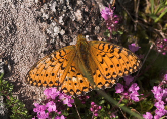 Markperlemorsommerfugl, Argynnis aglaja ?. Mittlandsskogen, land, Sverige. 14 juli 2007. Fotograf: Lars Andersen