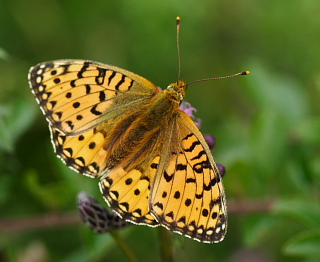 Markperlemorsommerfugl, Argynnis aglaja ?. Mittlandsskogen, land, Sverige. 14 juli 2007. Fotograf: Lars Andersen