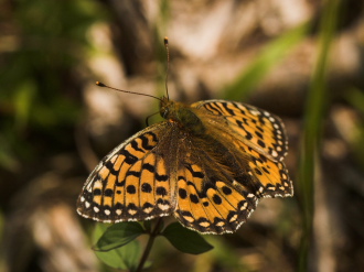 Markperlemorsommerfugl, Argynnis aglaja ?. Mittlandsskogen, land, Sverige. 14 juli 2007. Fotograf: Lars Andersen