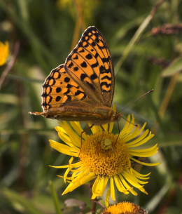 Skovperlemorsommerfugl, Argynnis adippe hun. Mittlandsskogen, land, Sverige. 14 juli 2007. Fotograf: Lars Andersen