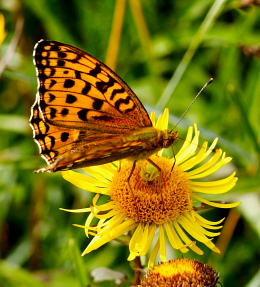 Skovperlemorsommerfugl, Argynnis adippe hun, imellem benene sidder der en Kamleonedderkoppen, Misumena vatia. Mittlandsskogen, land, Sverige. 14 juli 2007. Fotograf: Lars Andersen