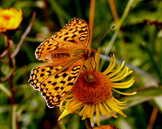 Skovperlemorsommerfugl, Argynnis adippe hun. Mittlandsskogen, land, Sverige. 14 juli 2007. Fotograf: Lars Andersen