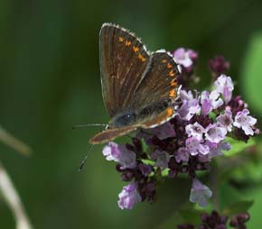 Sortbrun blfugl, Aricia artaxerxes, ssp.: horkei. Mittlandsskogen, land, Sverige. d. 15 juli 2007. Fotograf: Troells Melgaard