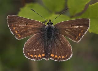 Sortbrun blfugl, Aricia artaxerxes, ssp.: horkei. Mittlandsskogen, land, Sverige. d. 15 juli 2007. Fotograf: Lars Andersen