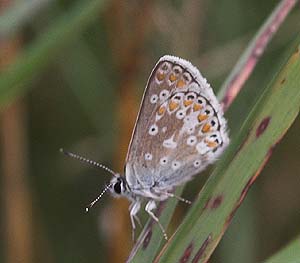 Sortbrun blfugl, Aricia artaxerxes, ssp.: rambringi. Vitemlla, stlige Skne, Sverige. d. 21 juli 2007. Fotograf: Lars Andersen 