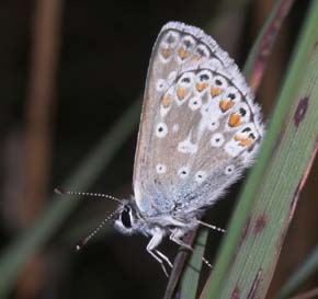 Sortbrun blfugl, Aricia artaxerxes, ssp.: rambringi. Vitemlla, stlige Skne, Sverige. d. 21 juli 2007. Fotograf: Lars Andersen 