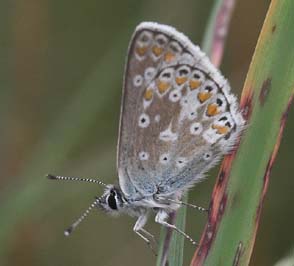 Sortbrun Blfugl, Aricia artaxerxes, ssp.: rambringi. Vitemlla, stlige Skne, Sverige. d. 21 juli 2007. Fotograf: Lars Andersen 