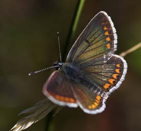 Rdplettet blfugl, Aricia agestis. Hagstorp Nationalpark/Sandhammaren, Skne. d. 16 juli 2007. Fotograf: Troells Melgaard