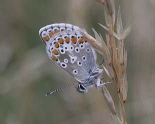 Rdplettet blfugl, Aricia agestis. Vitemlla, stlige Skne, Sverige. d. 21 juli 2007. Fotograf: Lars Andersen 