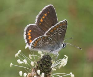 Rdplettet blfugl, Aricia agestis. Hagstorp Nationalpark/Sandhammaren, Skne. d. 21 juli 2007. Fotograf: Lars Andersen