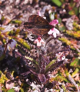 Dvrgprlefjril, Clossiana improba p Fjllspira, Pedicularis hirsuta. Nuolja/Abisko d. 5 juli 2007. Fotograf: Lars Andersen