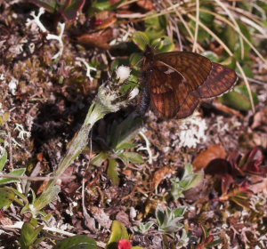 Dvrgprlefjril, Clossiana improba p Bjerg-Kattefod, Antennaria alpina. Nuolja/Abisko d. 5 juli 2007. Fotograf: Lars Andersen