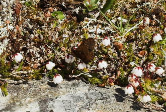 Dvrgprlefjril, Clossiana improba p Moslyng, Cassiope hypnoides. Nuolja/Abisko d. 5 juli 2007. Fotograf: Lars Andersen