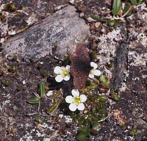 Dvrgprlefjril, Clossiana improba p Fjllgrna/Fjeldpryd, Diapensia lapponica. Nuolja/Abisko d. 5 juli 2007. Fotograf: Lars Andersen