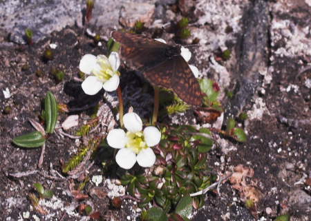 Dvrgprlefjril, Clossiana improba p Fjllgrna/Fjeldpryd, Diapensia lapponica. Nuojla/Abisko d. 5 juli 2007. Fotograf: Lars Andersen