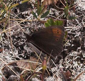 Fjeldrandje, Erebia pandrose,. Abisko, Tornetrask sydbred, Sverige 25 juni 2007. Fotograf: Lars Andersen