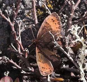 Fjeldrandje, Erebia pandrose,. Kratersjn, Bjrkliden ved Tornetrsk, Torne Lappmark, Nordsverige. d. 27 juni 2007. Fotograf: Lars Andersen