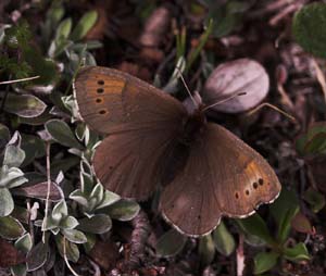 Fjeldrandje, Erebia pandrose. Lappjordshytten / Lullehacarru Rr 272A,. Tornetrask nordbred, Norge 30 juni 2007. Fotograf: Lars Andersen