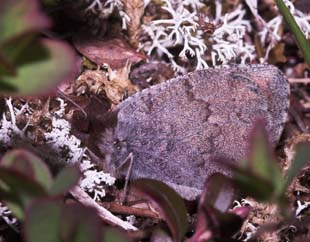 Fjeldrandje, Erebia pandrose. Lappjordshytten / Lullehacarru Rr 272A,. Tornetrask nordbred, Norge 30 juni 2007. Fotograf: Lars Andersen