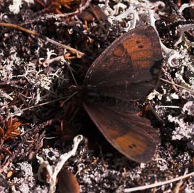 Fjeldrandje, Erebia pandrose,. Kratersjn, Bjrkliden ved Tornetrsk, Torne Lappmark, Nordsverige. d. 27 juni 2007. Fotograf: Lars Andersen