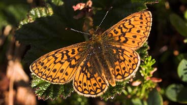 Sortringet perlemorsommerfugl, Boloria eunomia (Esper,1799). Abisko Nationalpark syd for Tornetrsk, Lapland, Sverige. 750 m.d. 5 juli 2007 Fotograf: Lars Andersen